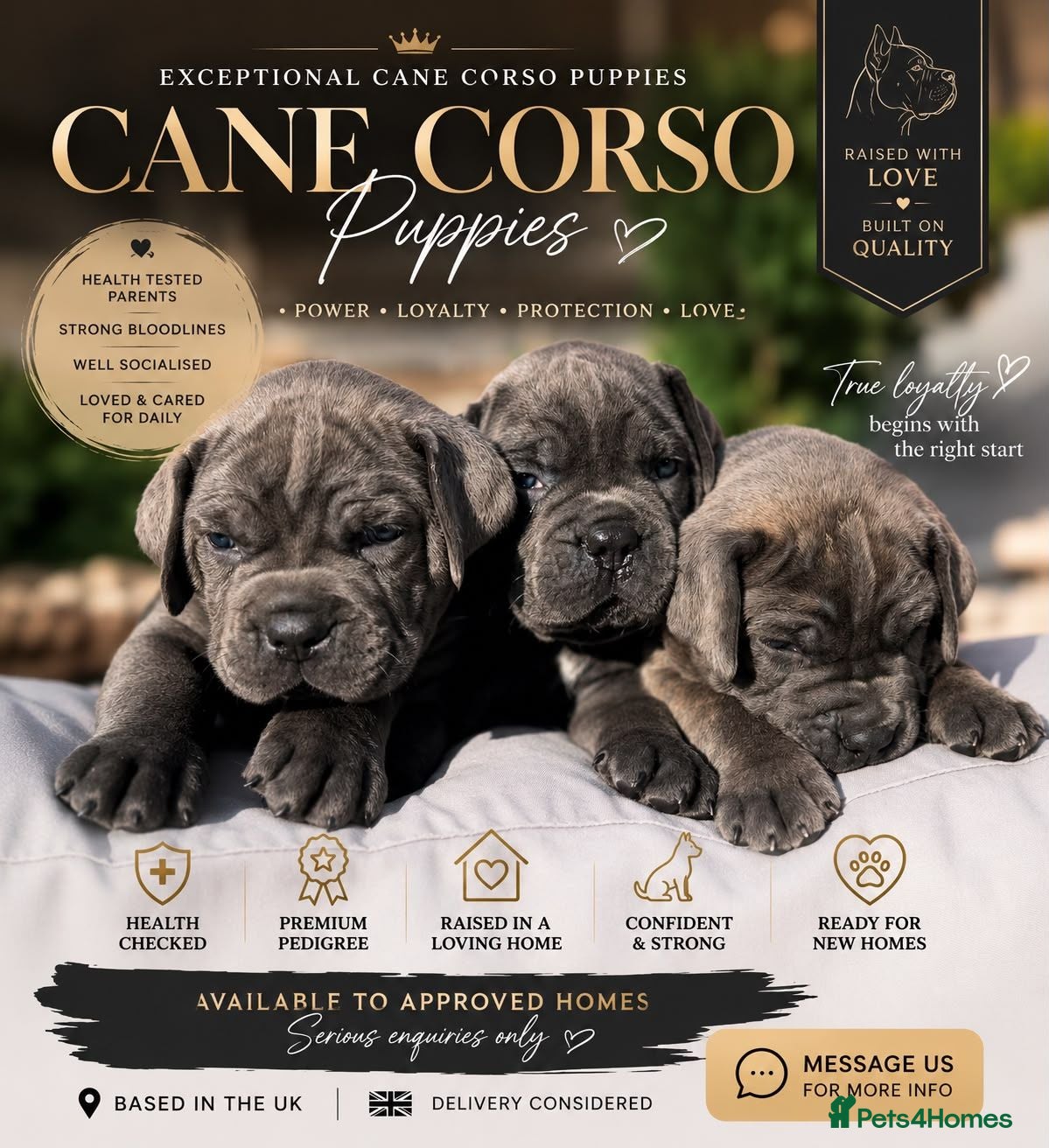 Cane Corso dogs Cane Corso Puppies – Ready to Reserve  - Advert 6