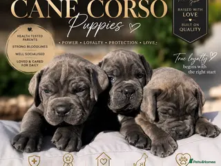 Cane Corso dogs Cane Corso Puppies – Ready to Reserve - Advert 6