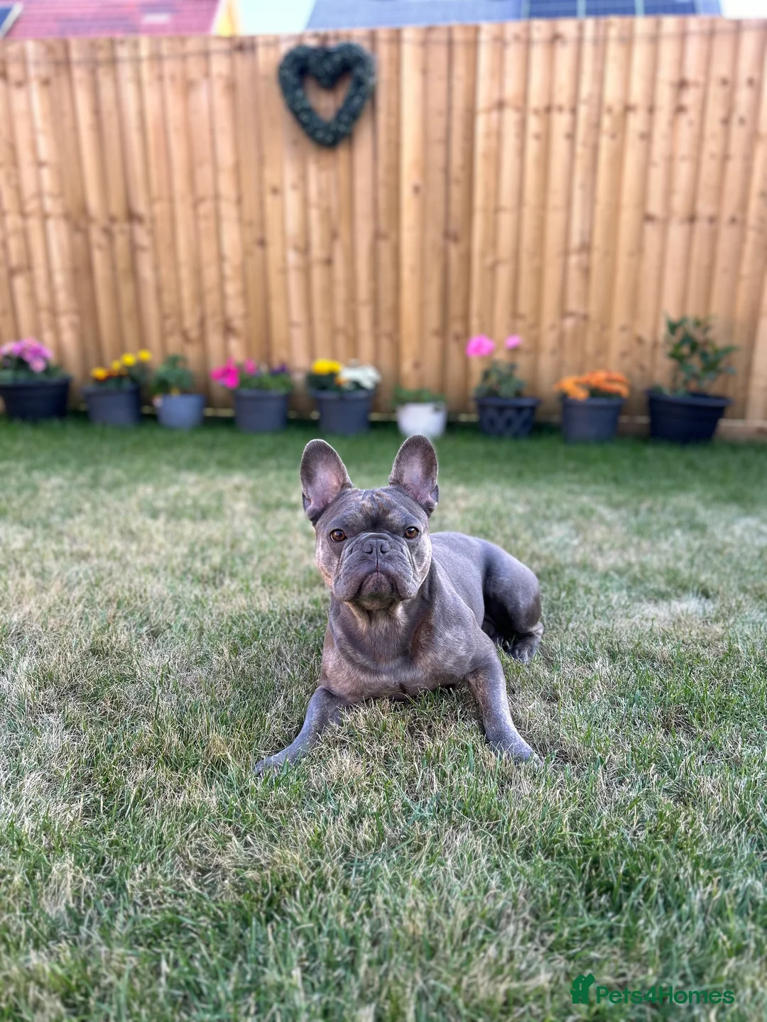 French Bulldog dogs for sale: 3 year old male French bulldog  - Advert 6
