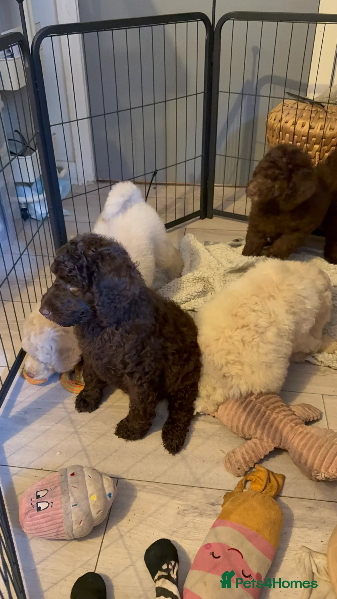Australian Labradoodle dogs for sale: Labradoodle  - Advert 2