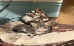 Mixed Breed cats for sale: Ready to find the best homes  - Image 5