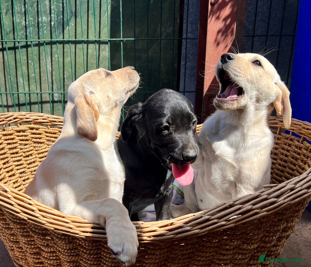 Labrador Retriever dogs for sale: Labrador Pups Chunky traditional type 1 girl left in Barrow-upon-Humber - Image 34