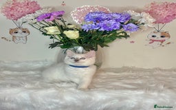 Ragdoll cats for sale: ⭐️TICA REG⭐️Pedigree Ragdoll Kittens DNA CLEAR ✅  - Image 30