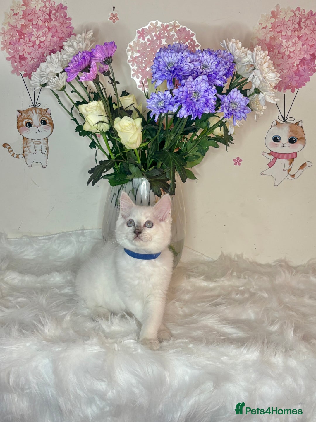 Ragdoll cats for sale: ⭐️TICA REG⭐️Pedigree Ragdoll Kittens DNA CLEAR ✅  - Image 30