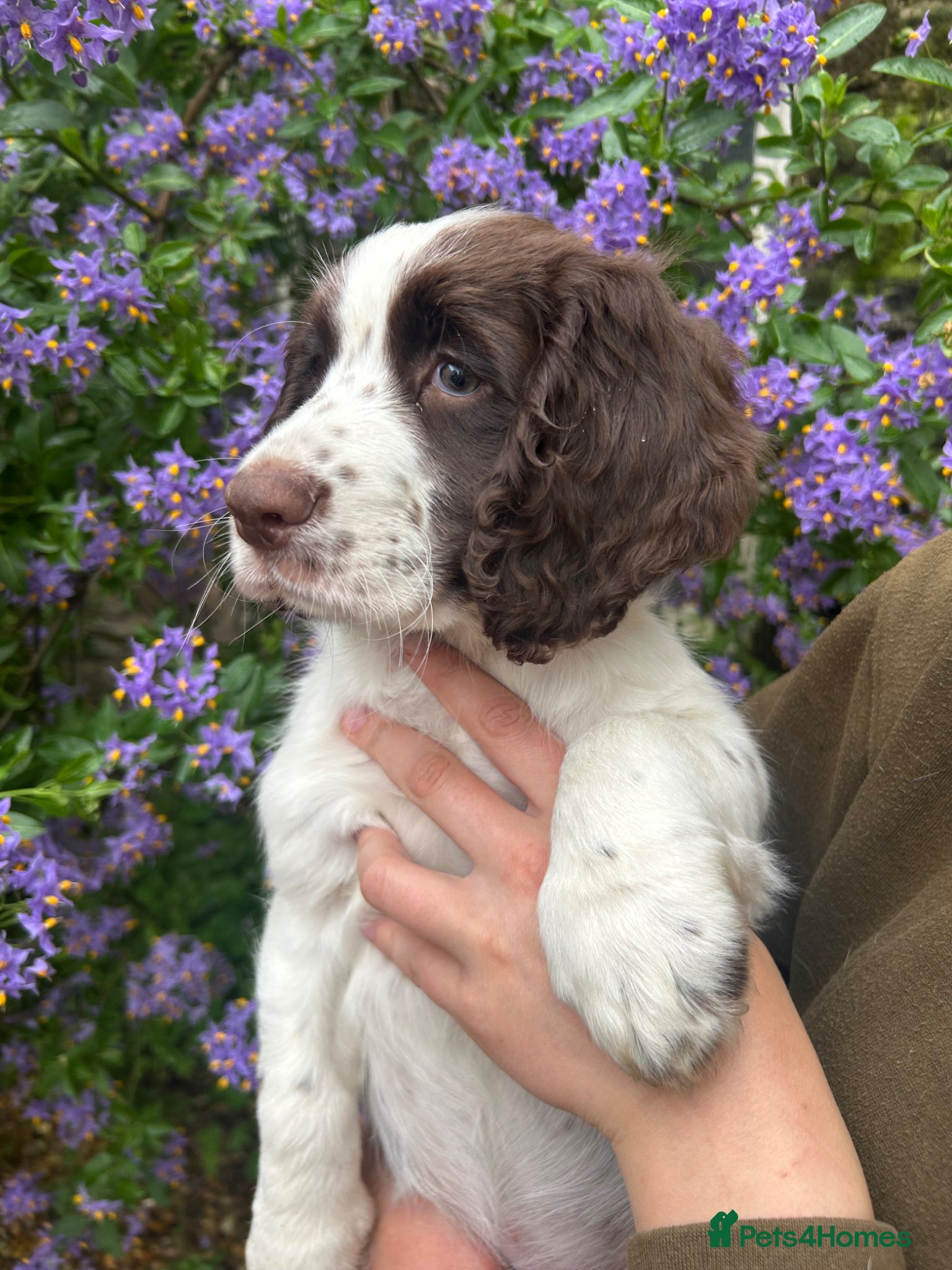 Cocker Spaniel dogs for sale: Working cocker spaniel  - Advert 1
