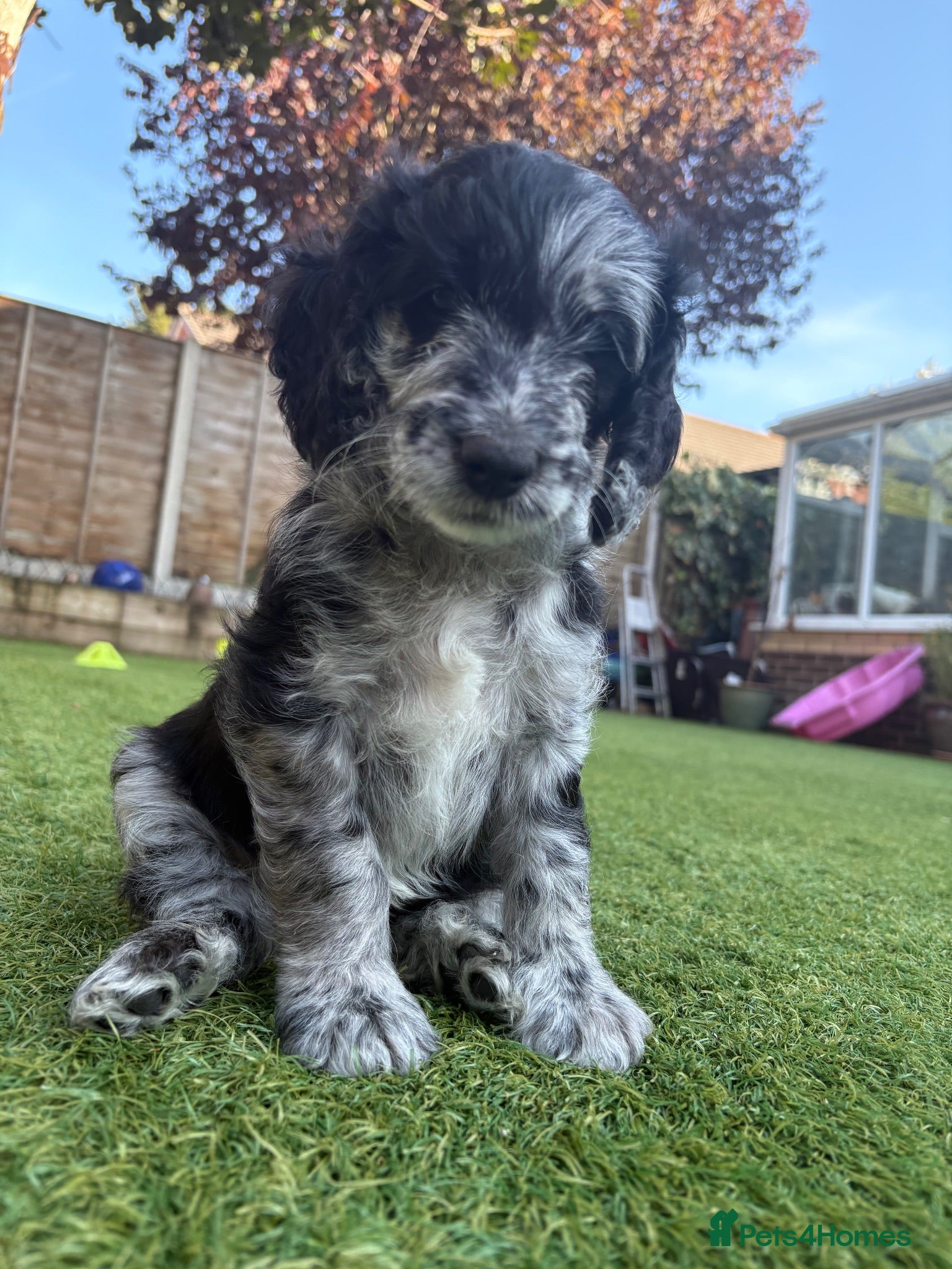 Cockapoo dogs Beautiful Cockapoo Puppies  - Advert 4