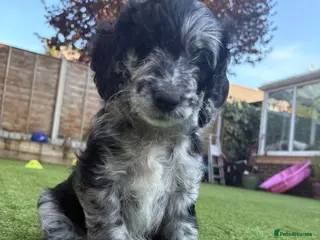 Cockapoo dogs Beautiful Cockapoo Puppies Ready to leave! - Advert 1