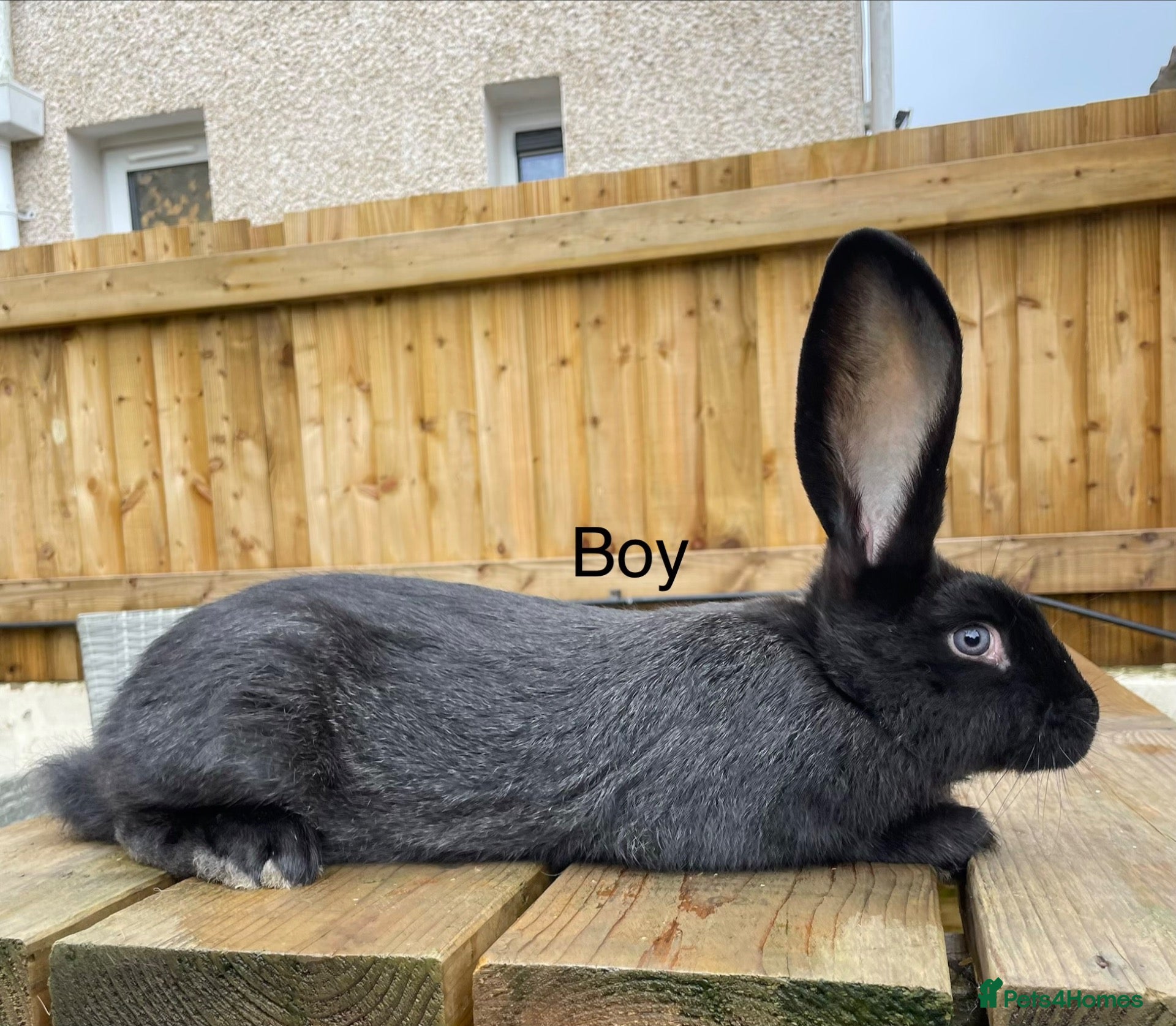 Continental Giant rabbits Beautiful pure bred continental giants - Advert 1