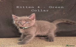 Mixed Breed cats for sale: Blue, dilute tortie, cream and black kittens - Image 4