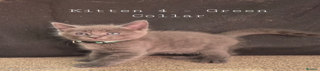 Mixed Breed Kitten 4