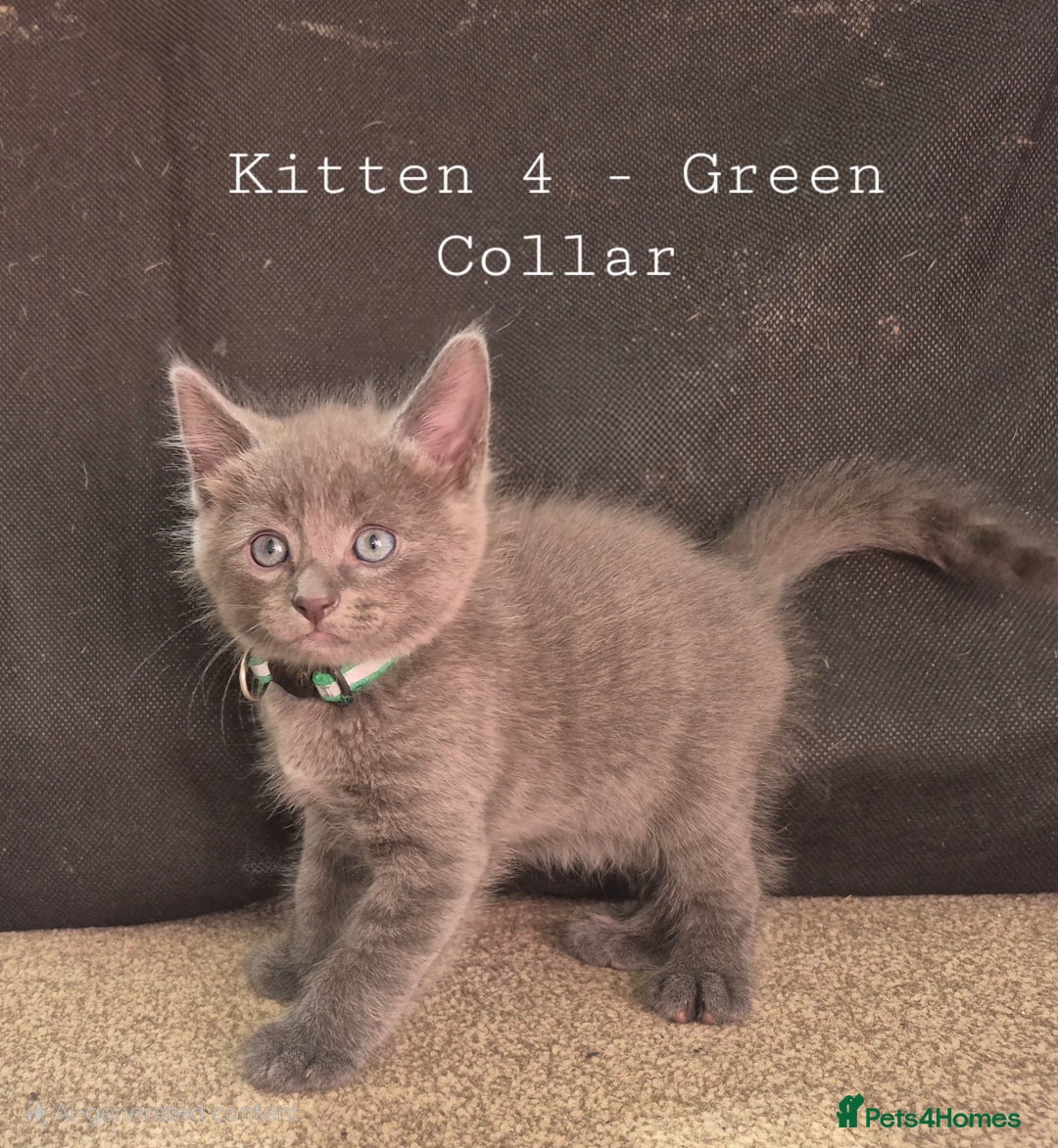 Mixed Breed cats for sale: Blue, dilute tortie, cream and black kittens - Image 4