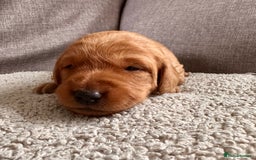 Labradoodle dogs for sale: Red & Apricot F1 Miniature Labradoodle Puppies - Image 4