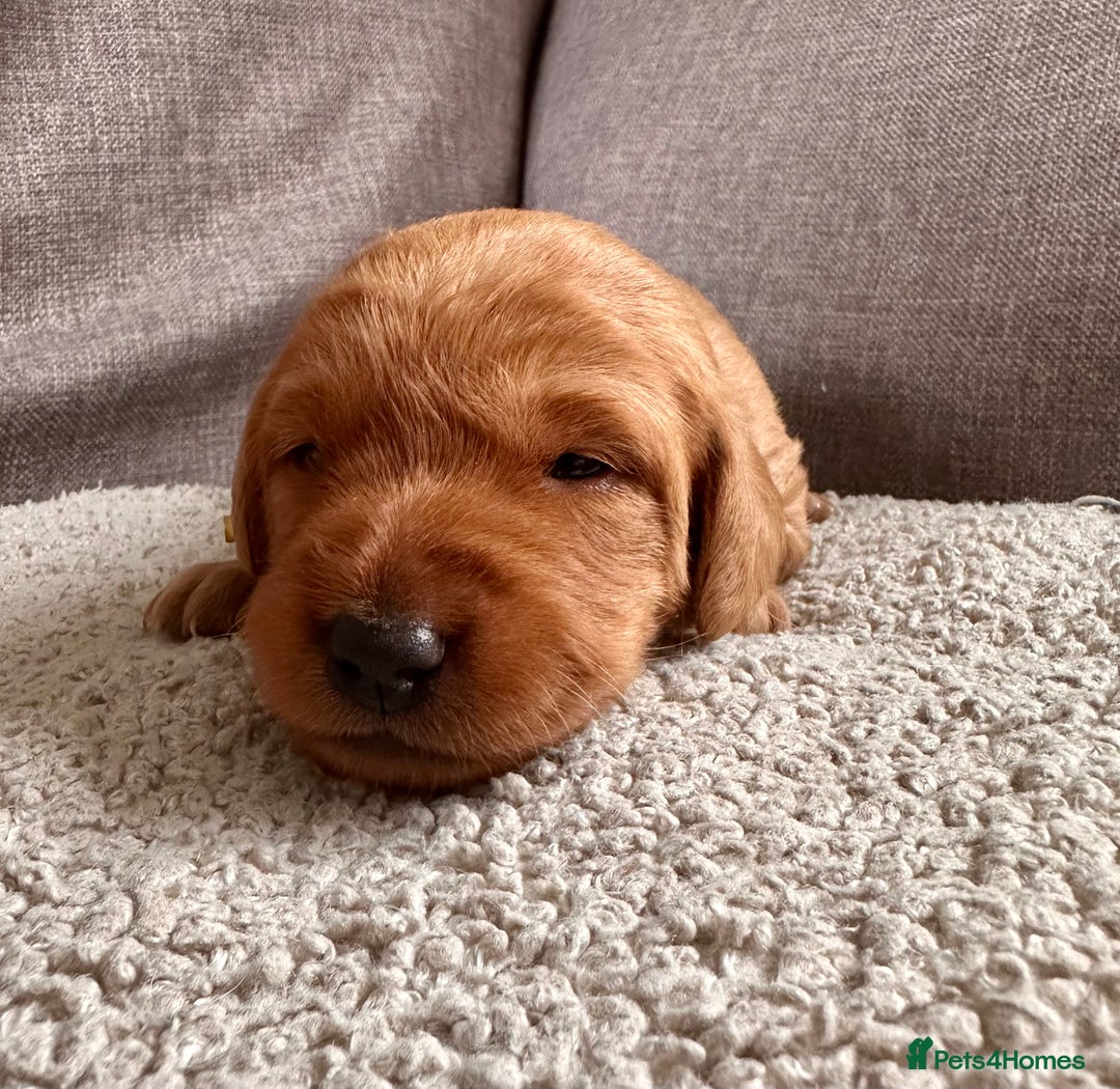 Labradoodle dogs for sale: Red & Apricot F1 Miniature Labradoodle Puppies - Image 4