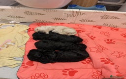 Goldendoodle dogs for sale: Golden doodle puppies for sale  - Image 16