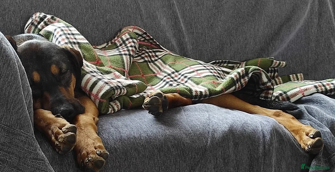 Mixed Breed dogs for adoption: Adonis the Greek handsome god  - Advert 13