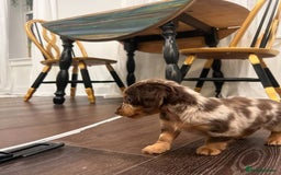 Miniature Dachshund dogs for sale: 🐾 Loving Miniature Dachshund Puppies 🐾 - Image 2