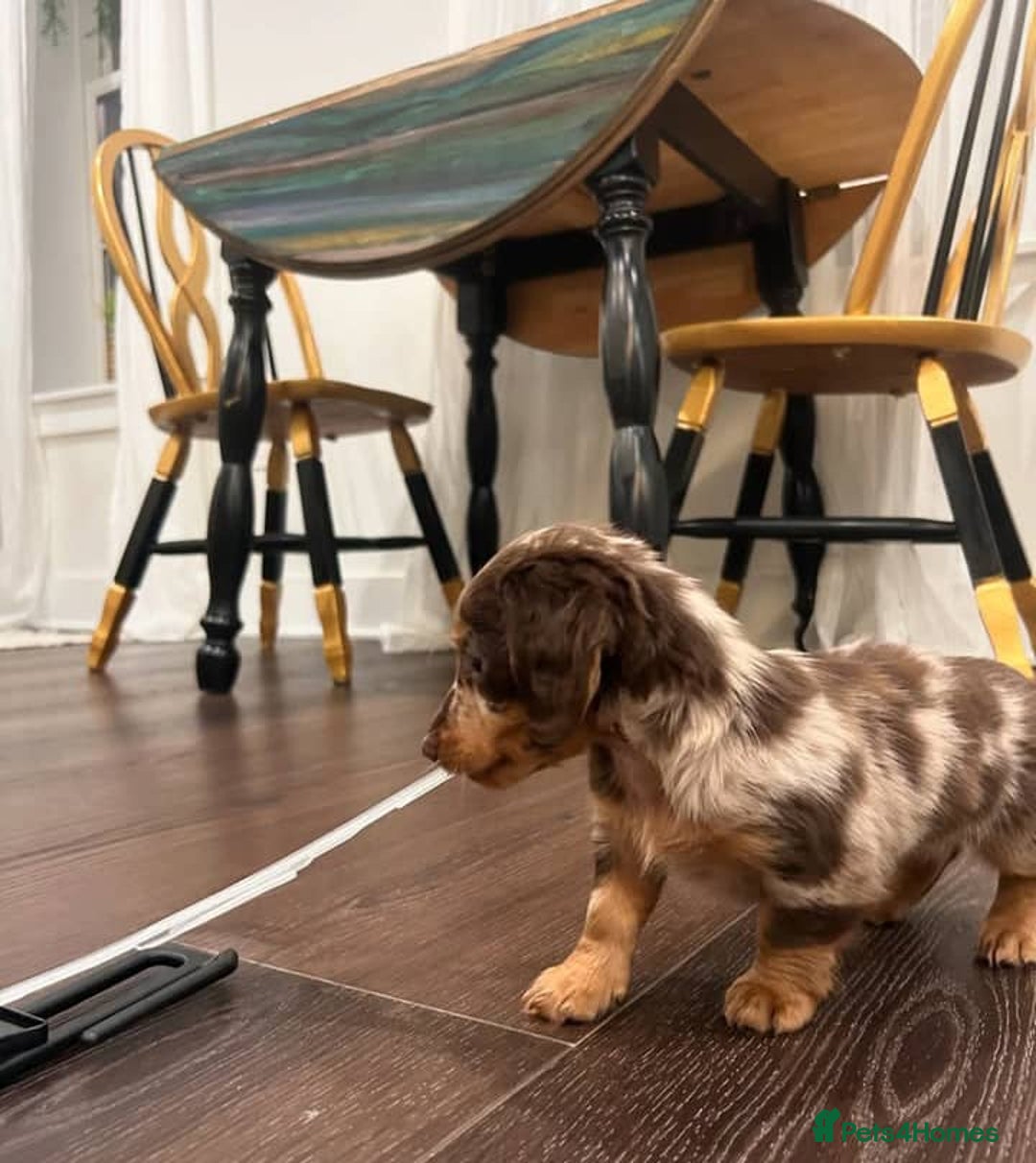 Miniature Dachshund dogs for sale: 🐾 Loving Miniature Dachshund Puppies 🐾 - Image 2