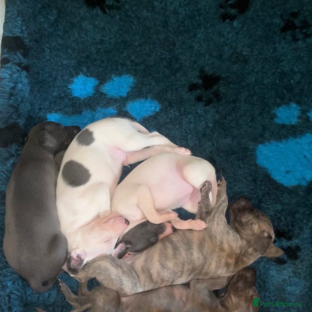 Whippet dogs for sale: Blue & White parti bitch puppy - Image 11