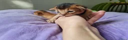 Abyssinian cats for sale: One beautiful Abyssinian boy - Advert 29