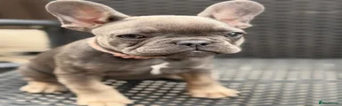 French Bulldog Puppy 2 (pink collar)