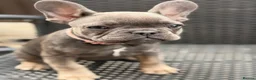 French Bulldog dogs for sale: (REDUCED READY NOW) french bulldog puppies - Advert 3