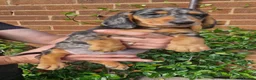 Dachshund dogs for sale: Beautiful dapple daschunds - Advert 16