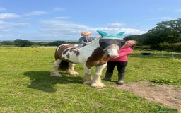 Irish Cob horses for sale: 5 yo skewbald cob 13.3 hh  - Image 2
