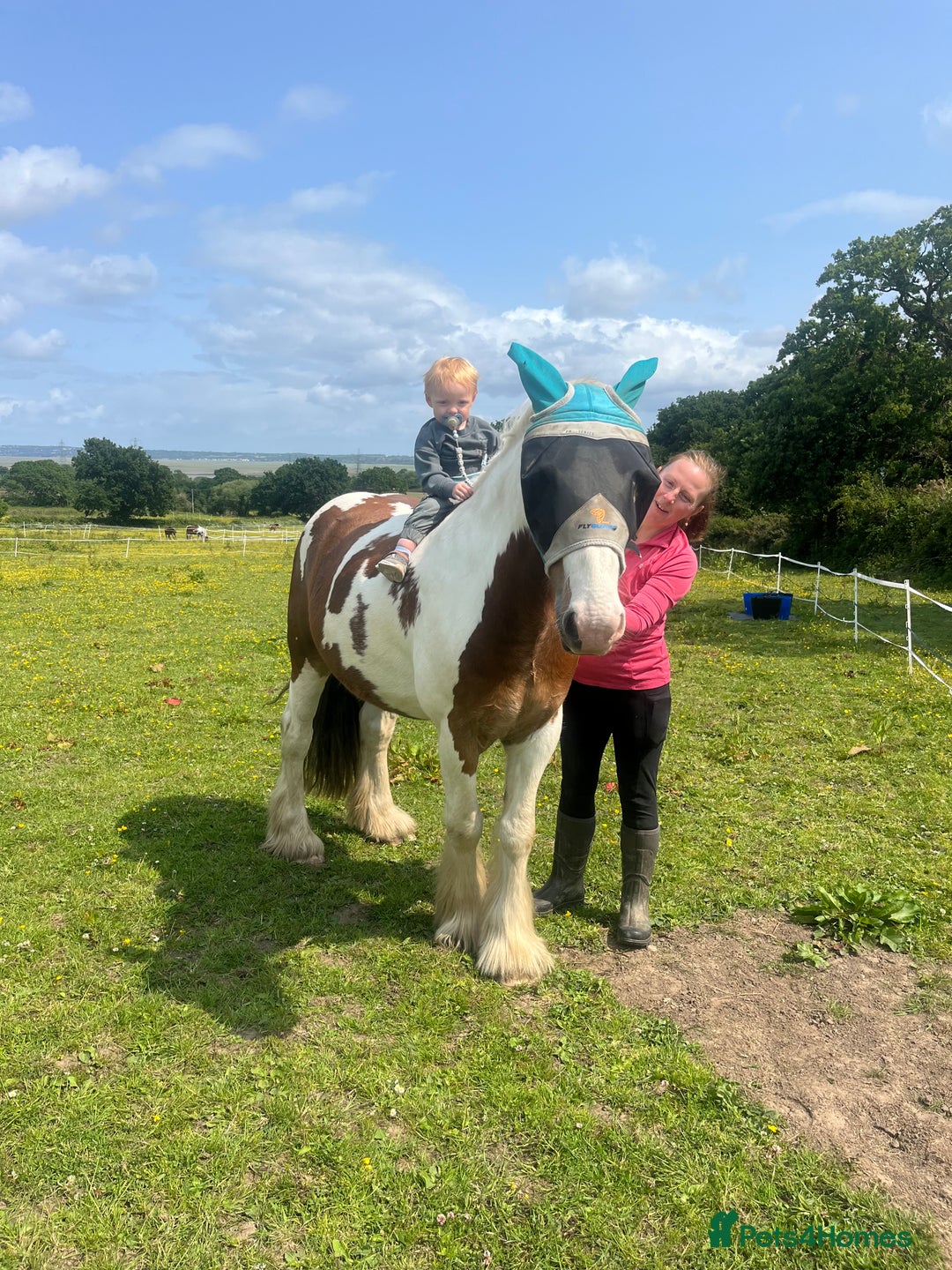 Irish Cob horses for sale: 5 yo skewbald cob 13.3 hh  - Image 2