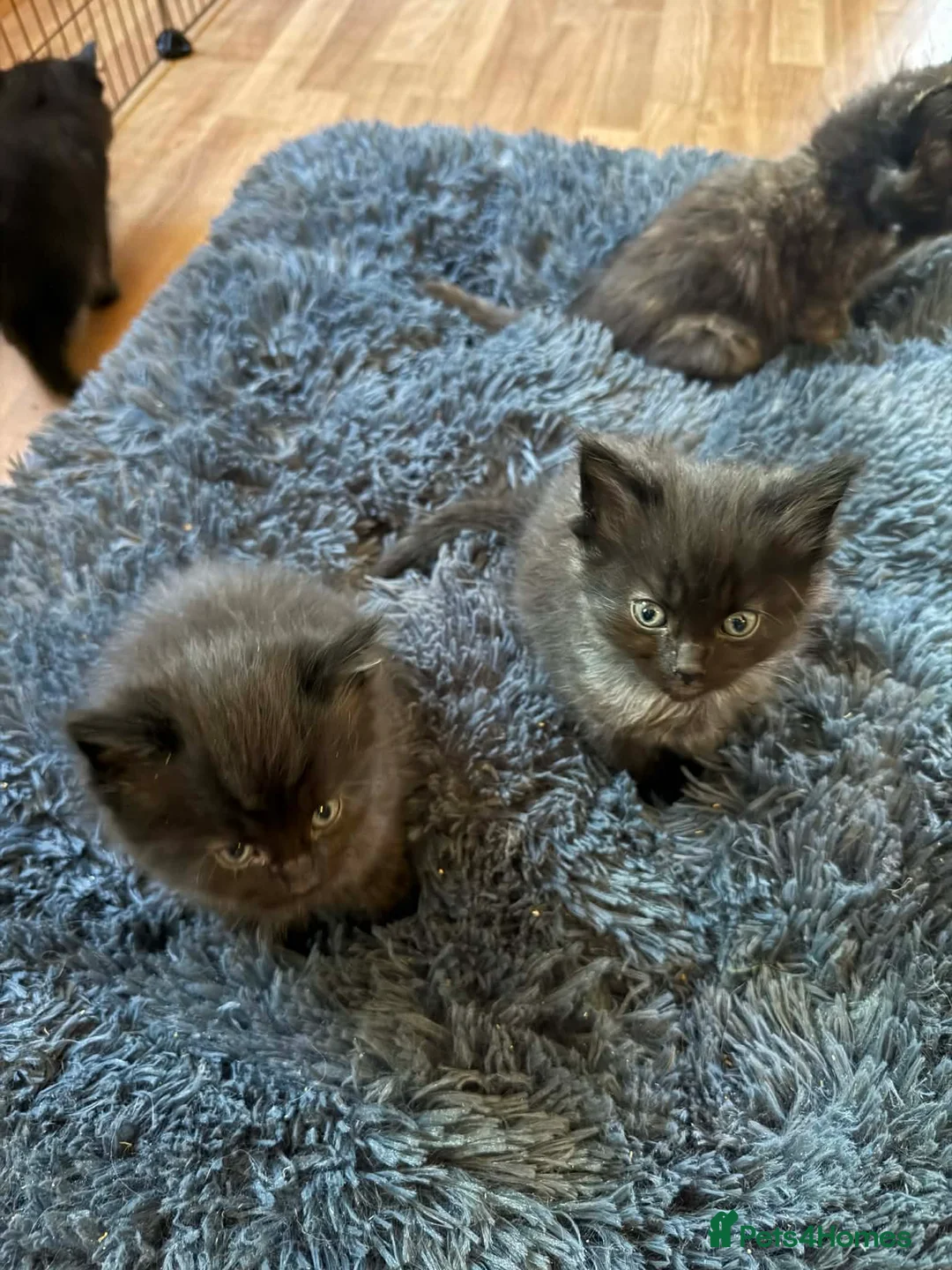 Mixed Breed cats for sale: The fluffiest black kittens with bright blue eyes - Advert 2