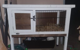 Guinea Pig rodents for sale: 2 friendly female teddy guinea pigs  - Image 7