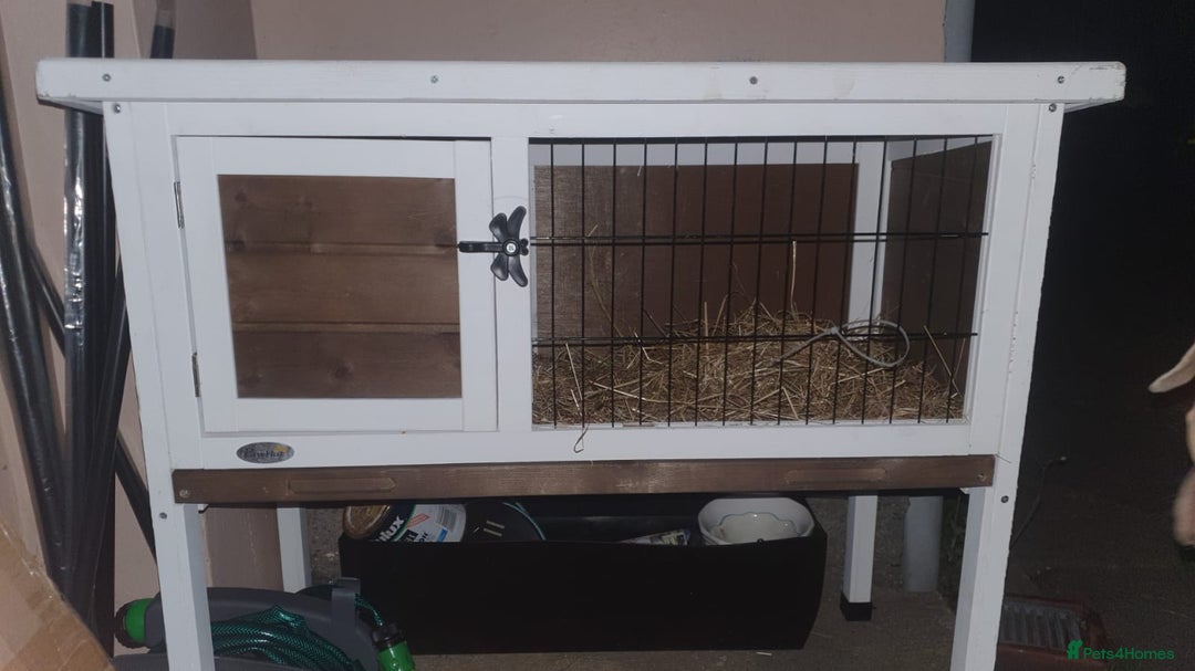 Guinea Pig rodents for sale: 2 friendly female teddy guinea pigs  - Image 7