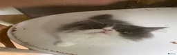 Exotic cats for sale: Exotic Persian male kitten - Advert 4