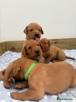 Labrador Retriever dogs - Advert 9