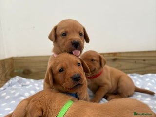 Labrador Retriever dogs - Advert 1