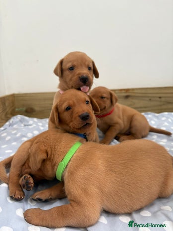 Labrador Retriever dogs - Advert 4