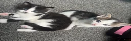 Domestic Shorthair cats for sale: Beautiful long haired tabby kittens  - Advert 19