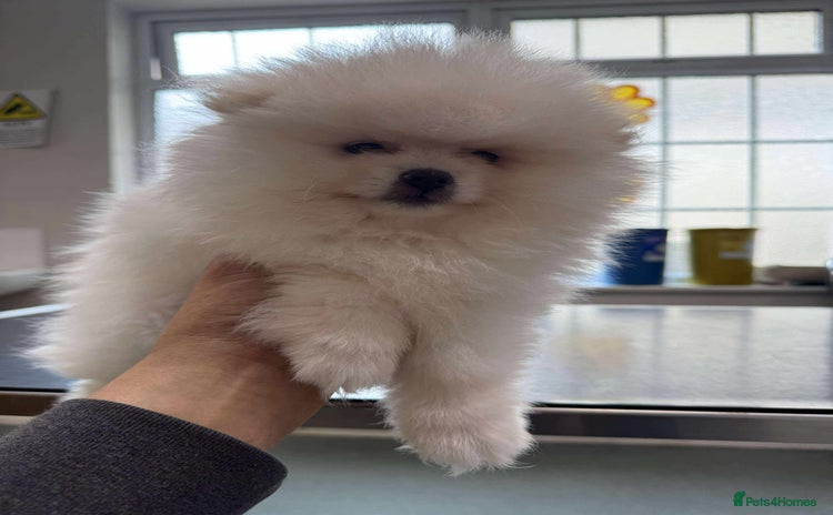 Pomeranian dogs - Advert 3