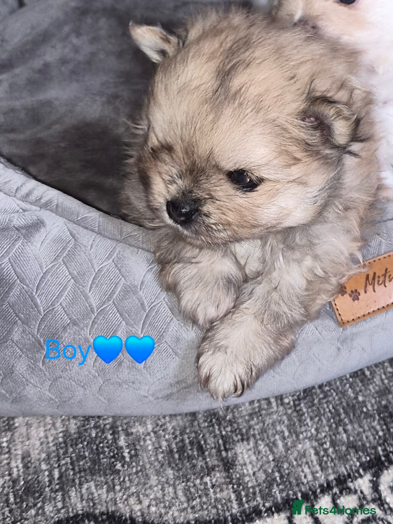 Pomeranian dogs Beautiful tiny pom boy💙💙 - Advert 16