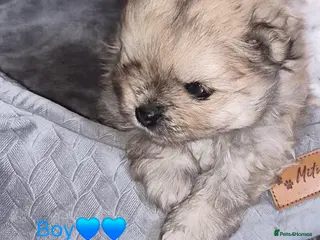 Pomeranian dogs Beautiful tiny pom boy💙💙 - Advert 16