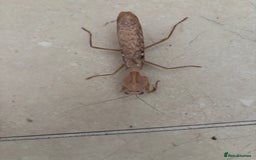 Praying Mantis invertebrates for sale: Praying Mantis for sale - Image 2