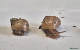 Snails invertebrates for sale: Giant Land Snail Babies - Image 9