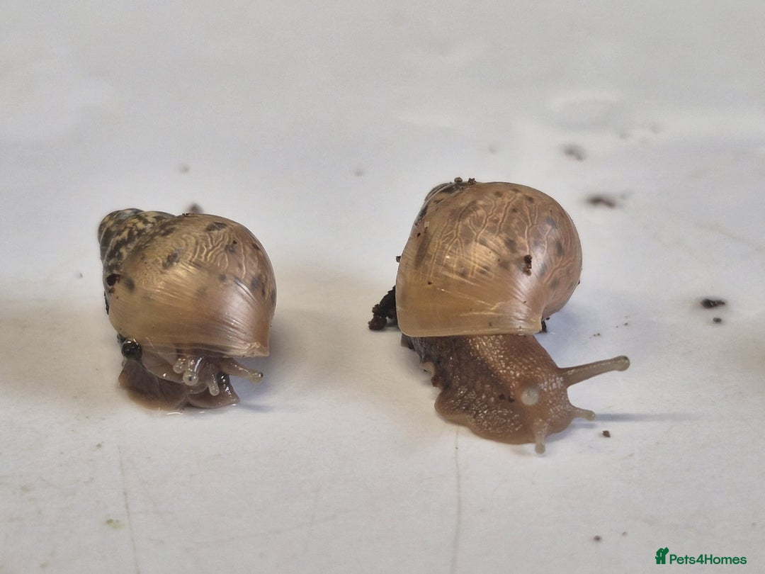 Snails invertebrates for sale: Giant Land Snail Babies - Image 9