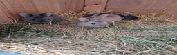 Rex rabbits for sale: Pure breed mini rex - Advert 14