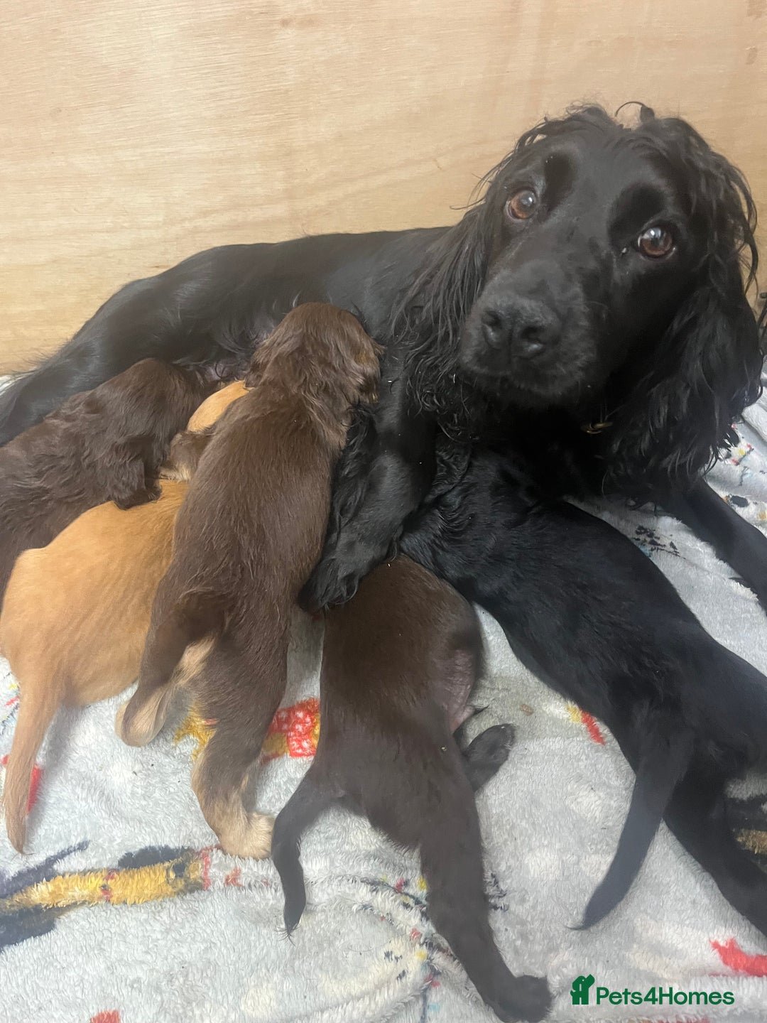Cocker Spaniel dogs for sale: Beautiful healthy (vet checked) Cocker spaniels  - Image 7