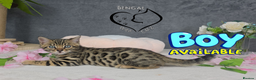 Bengal cats for sale: 1 beautiful boy from tica champion lines - Advert 7