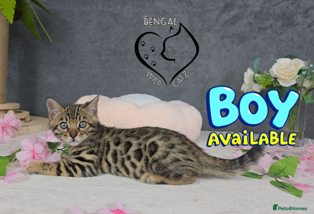 Bengal cats for sale: 1 beautiful boy from tica champion lines - Image 5