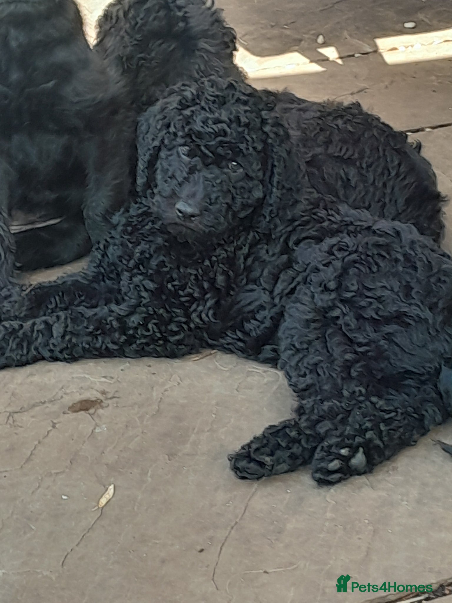 Goldendoodle dogs for sale: Gorgeous Goldendoodle puppies - Advert 28