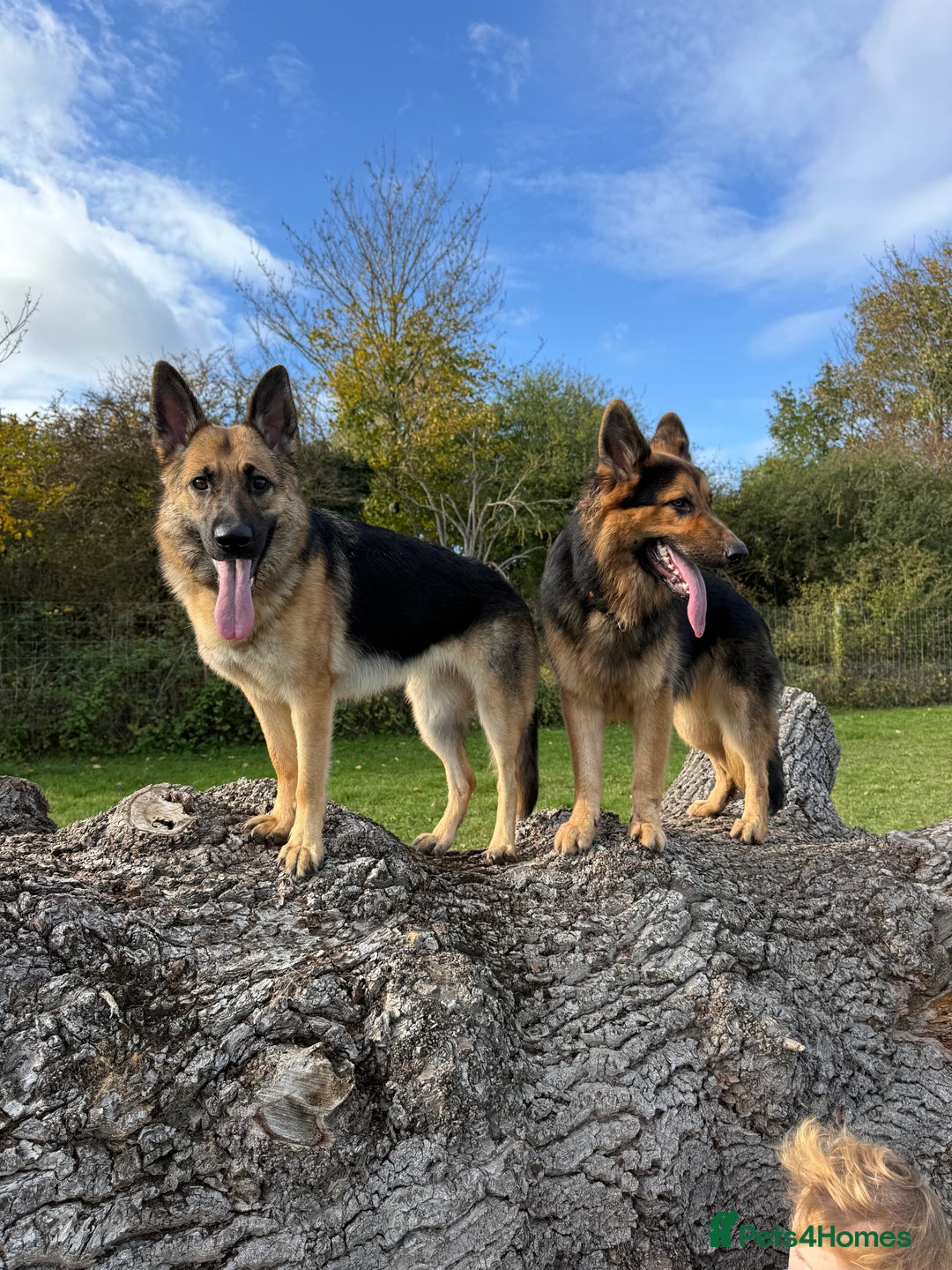 German Shepherd dogs for sale: German Shepherd Puppies - Advert 10