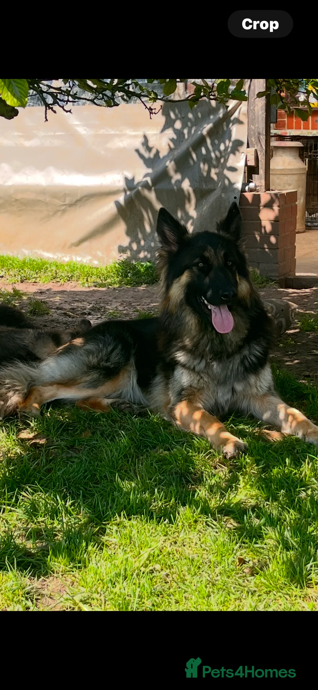 German Shepherd dogs for sale: Stunning long haired German Shepards  - Advert 1