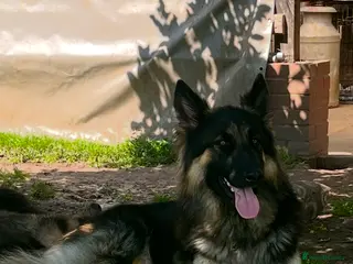 German Shepherd dogs Stunning long haired German Shepards - Advert 3